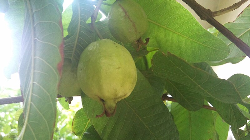 File:Guava -- ripe.jpg
