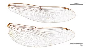 Male wings