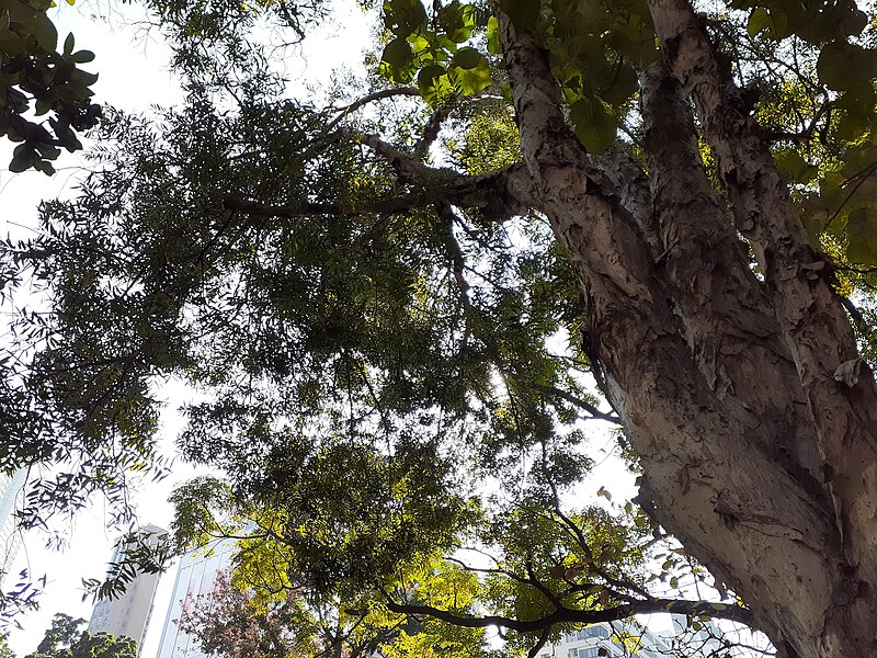 File:HK TST 尖沙咀 Tsim Sha Tsui Tree Walk Garden Kowloon Park 九龍公園 Kln trees January 2020 SS2 23.jpg