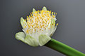 * Nomination Blossom of Haemanthus albiflos --Berthold Werner 19:16, 2 September 2008 (UTC) * Promotion possibly FP oe Gnangarra 12:28, 4 September 2008 (UTC)