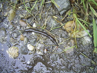 Hirudiniformes suborder of annelids