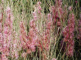 Цветущая Hakea scoparia