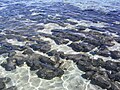 Hamelin Pool (Stromatolites) (2051681803).jpg