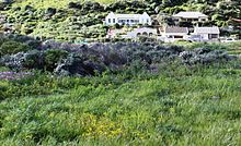 Surviving remnant of Hangklip Sand Fynbos at Lower Silvermine River Wetlands, Cape Town.