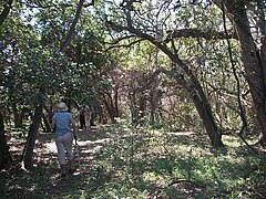 A view of Hawaan Forest Hawaan 20 11 2010.JPG