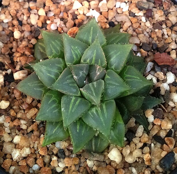 File:Haworthia mirabilis in cultivation 6.jpg