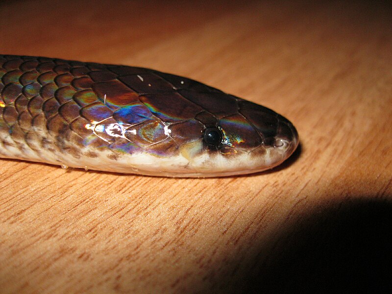 File:Head of Xenopeltis Unicolor.JPG