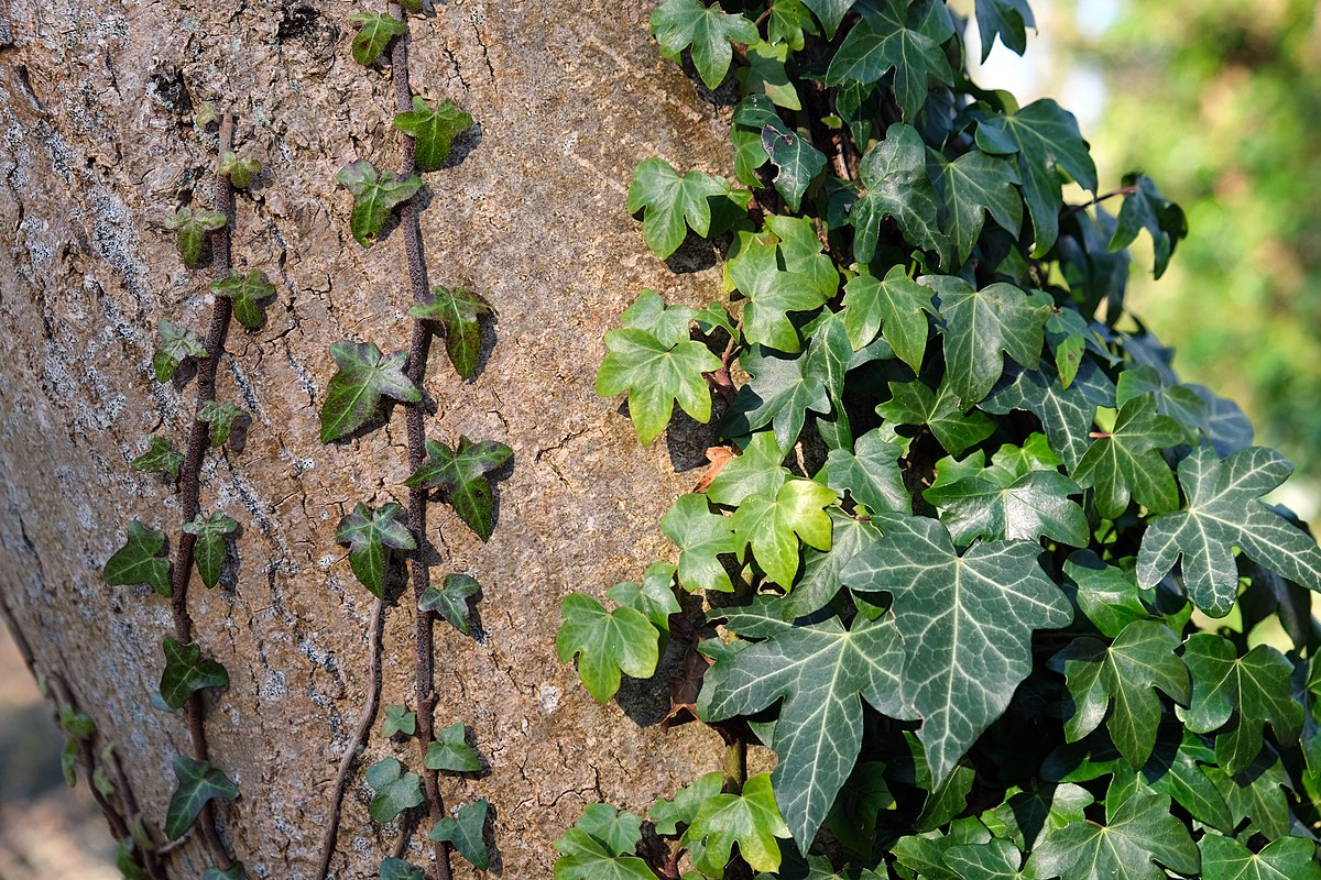 english ivy on fence