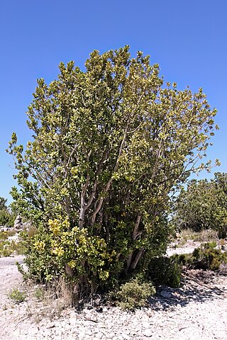 <i>Heeria argentea</i> Species of plant