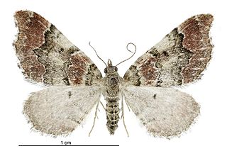 <i>Helastia cryptica</i> Species of moth endemic to New Zealand