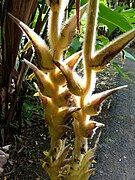 Heliconia xanthovillosa