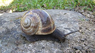 <i>Helix buchii</i> Species of land snail