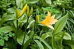 Miniatura para Hemerocallis esculenta