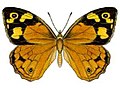 Heteronympha merope (ento-csiro-au) .jpg