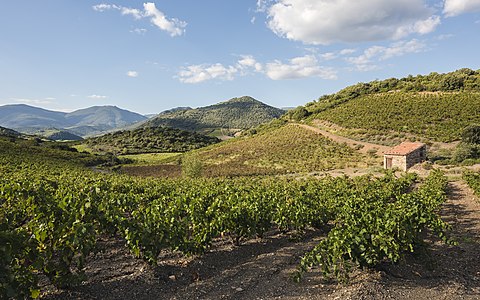 Hills and vineyards