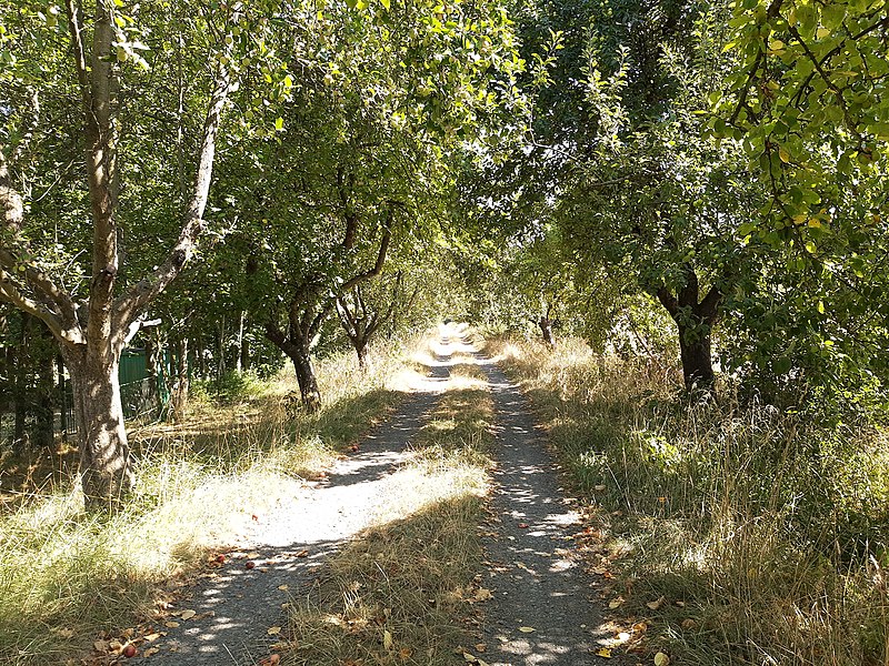 File:Hintermeilingen, Kerkerbach trail lined by apple trees.jpg