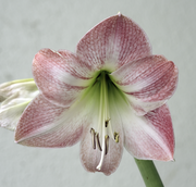 Hippeastrum