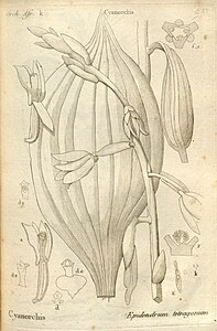 plate 33 Epidendrum tetragonum Phaius tetragonus