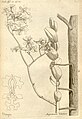 Cryptopus elatus (as syn. Angraecum elatum) plate 80 in: A.A. Du Petit-Thouars: Histoire particulière des plantes Orchidées (1822)