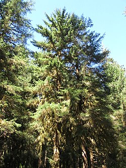 Hoh Rainforest - Olympic National Park - Washington State (9780127536).jpg
