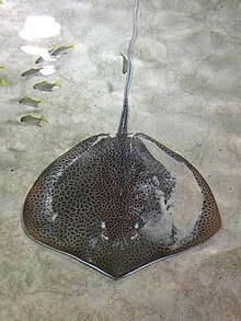 A stingray with its entire back covered by crowded dark spots, resting on a sandy bottom