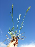 Hordeum murinum