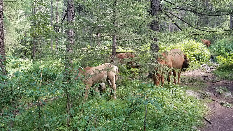 File:Horses in the forest in Mongolia 20230815 141822.jpg