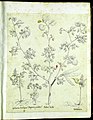 Hortus Eystettensis, Vorzeichnungen (MS 2370 2952495) -Verna,0,3.jpg