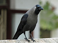 Crow, House Corvus splendens