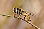 Miniatura para Simosyrphus grandicornis