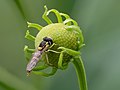 74 Hoverfly cockade stack-20190809-RM-064310 uploaded by Ermell, nominated by Ermell,  22,  0,  0