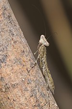 Humbertiella sp., female