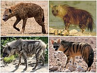 Hyaenidae Diversity.jpg