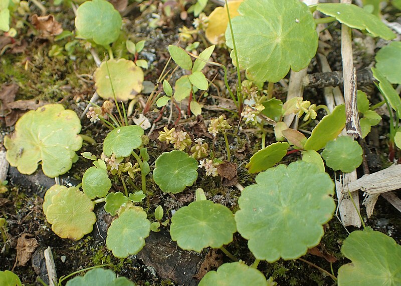 File:Hydrocotyle vulgaris kz07.jpg