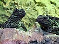 Two specimens in Wroclaw zoo