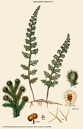 Descrição da imagem Hymenophyllum ciliatum.jpg.