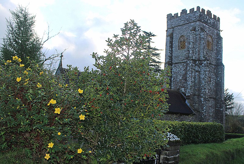 File:Hypericum and holly at Chipstable (geograph 4757218).jpg