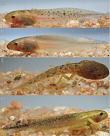 Tadpoles of H. castaneus Hyperolius castaneus tadpole color variation Gosner stages 35-44.jpg