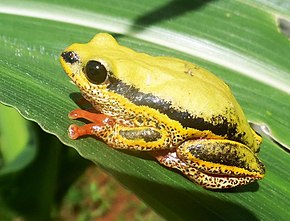 Afbeeldingsbeschrijving Hyperolius marginatus00.jpg.