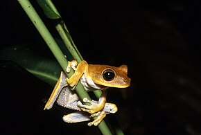 Descrierea imaginii Hypsiboas fasciatus03.jpg.