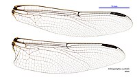 Ictinogomphus australis male wings (35059953885).jpg