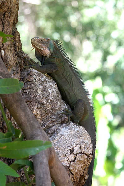 File:Iguana delicatissima near Coulibistrie River a01.jpg