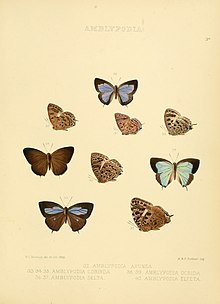 تصاویر Lepidoptera روزانه 3a.jpg