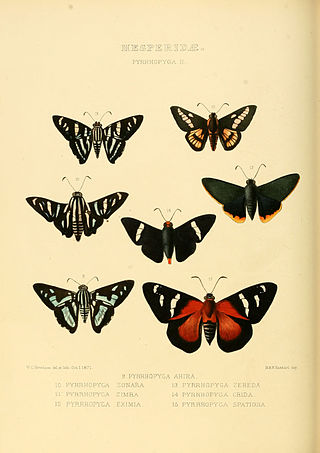 <i>Parelbella</i> Genus of butterflies