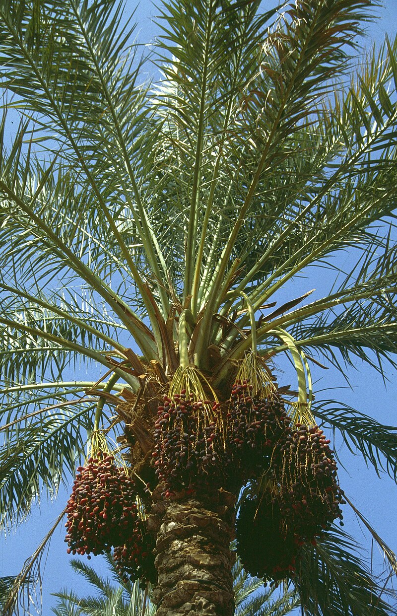 Date palm - Wikipedia