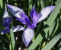 English: Iris ensata at the ÖBG Bayreuth Deutsch: Iris ensata im ÖBG Bayreuth