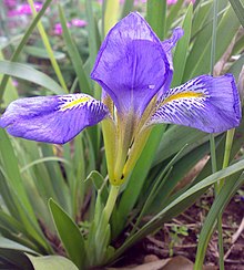 Iris lazica - Източно черноморие ирис 01.jpg