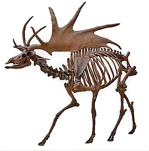 Irish Elk Side (white background).jpg