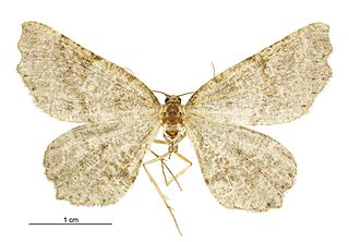 <i>Ischalis dugdalei</i> Species of moth endemic to New Zealand