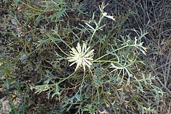 Isopogon villosus leaves.jpg